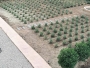 Cosmética de Aloe Vera de producción ecológica
